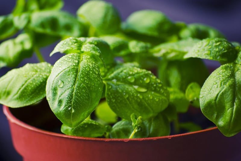 Basil herb