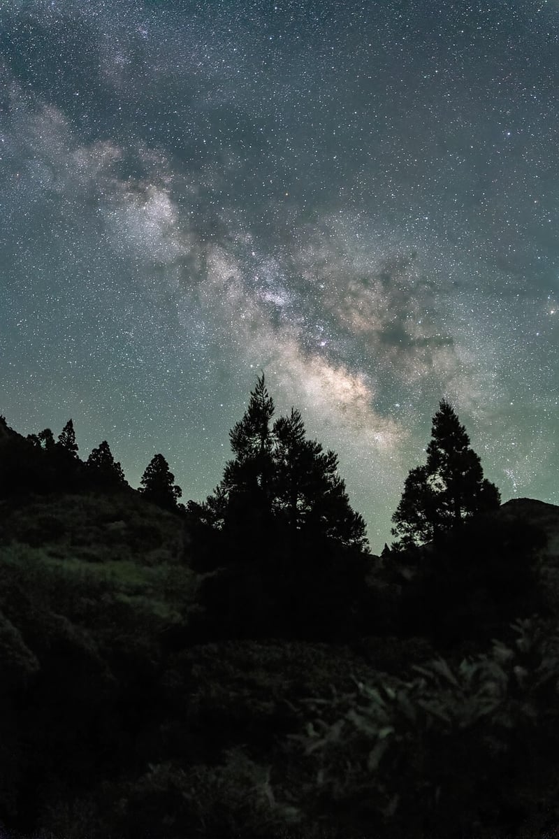 Night sky over a vertical garden