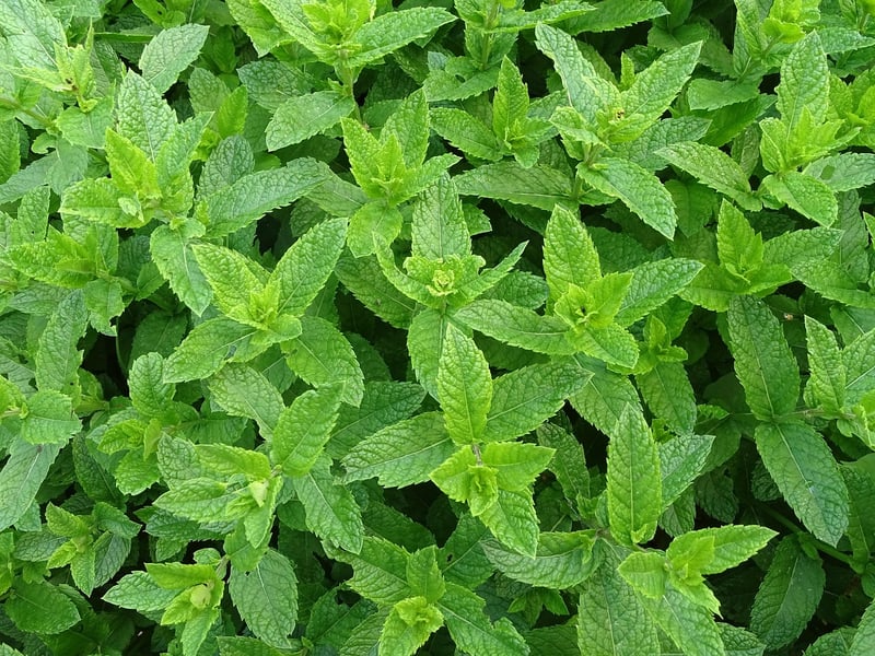 Mint herb